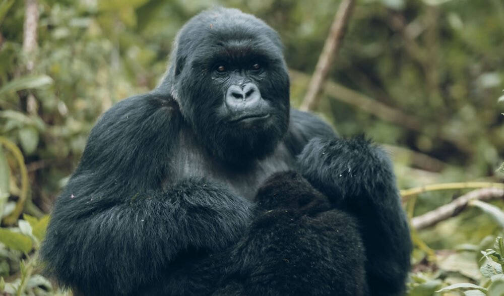 Close up of a friendly gorilla sitting in a bush