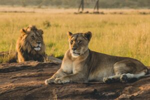 Male and female lion in Kenya laying in the sand resting