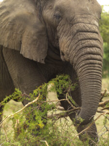 Elephant close up, holding a bunch of leaves on a branch with it's trunk. This