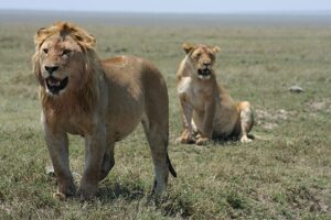Two serengeti lions: Male lion standing defensively in front of female lion who is seated in the grass. 